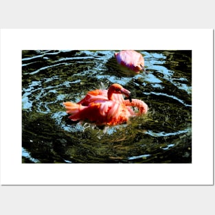 Flamingo / Swiss Artwork Photography Posters and Art